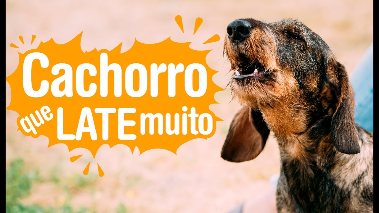 Cachorro que late muito: o que fazer?