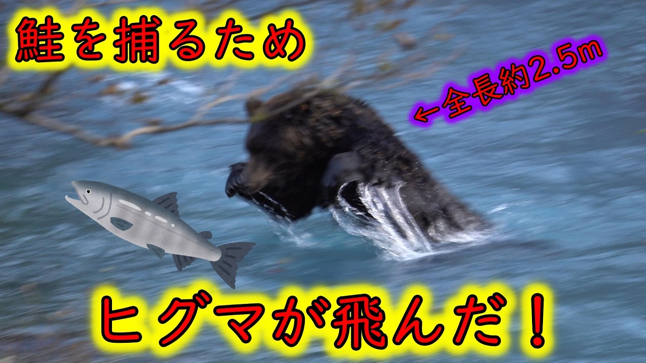【巨大ヒグマ鮭を狩る！】半日でヒグマ19頭見つけちゃいました！後編