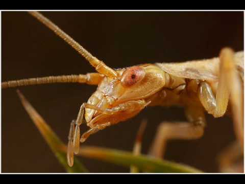 Handholding the awesome Canon MP-E 65/2.8 1-5x macro lens