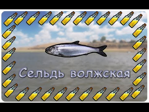 Русская Рыбалка 3.99 (Russian Fishing) Сельдь волжская