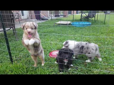 download lagu mp3 mp4 Australian Shepherd Puppy, download lagu Australian Shepherd Puppy gratis, unduh video klip Australian Shepherd Puppy