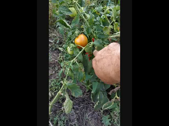 Томат Ричи F1 VID 20190825 170006