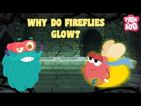 YouTube video about: What are fireflies?