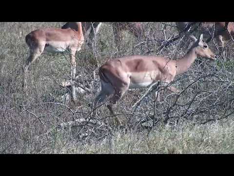 Djuma: Impalas grazing by the trees on Open Area - 15:50 - 10/05/2023