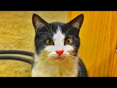 Toby Tuesday - Rob Freeman