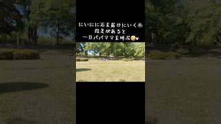 ちょっとの段差も報告してくれる😆w#1歳児 #公園 #段差 #お兄ちゃん大好き #末っ子 #赤ちゃん #赤ちゃんのいる生活 #クォーター #三兄弟 #癒し #shorts
