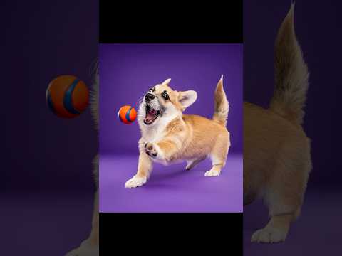3 chiots, 3 photos, laquelle tu préfères ? 😍  #chien #chiot #photographie #corgi
