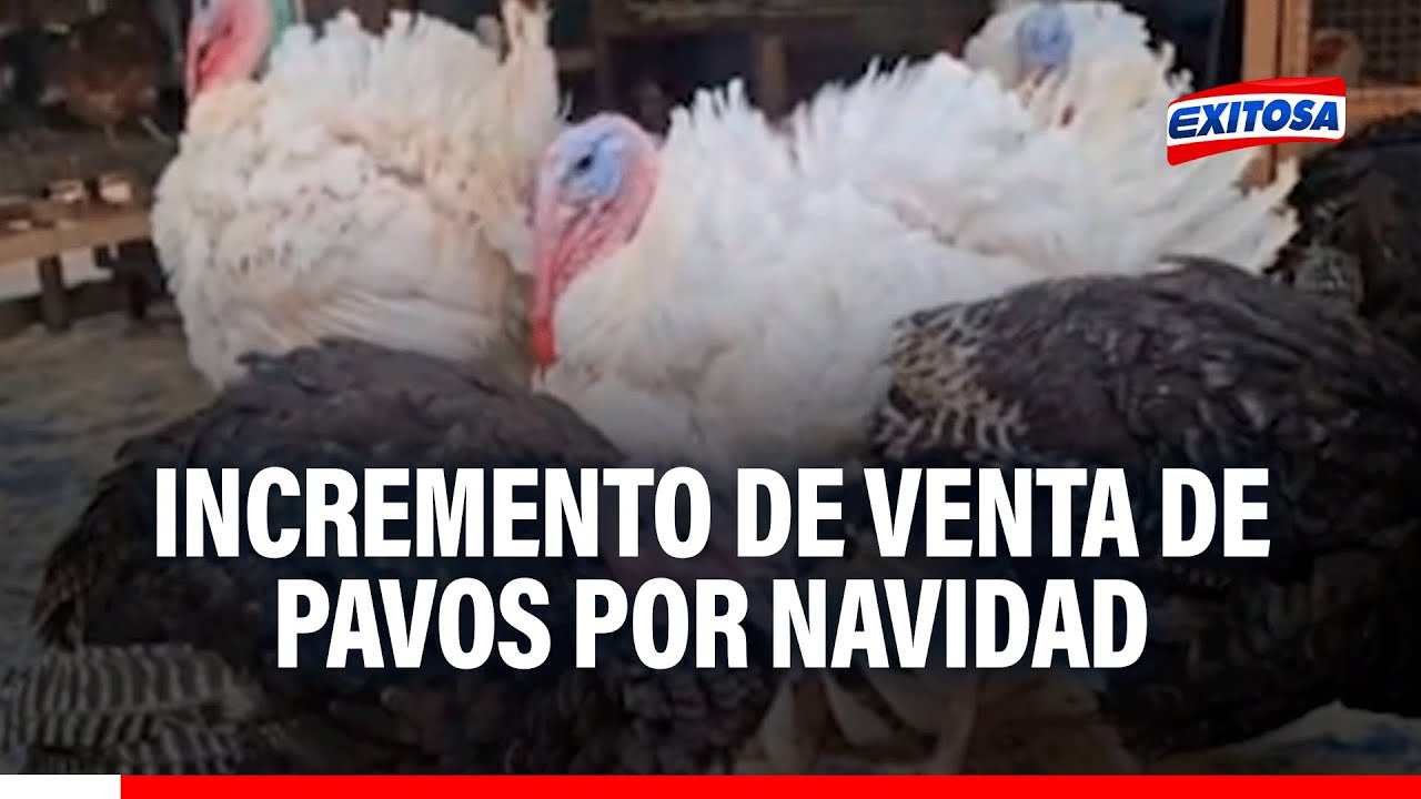 🔴🔵 Venta de pavos se incrementa a pocos días de Navidad en el mercado de Caquetá