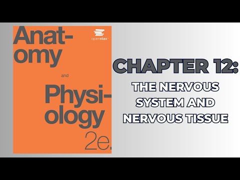 OpenStax Anatomy and Physiology 2e (Audiobook) - Chapter 12: The Nervous System and Nervous Tissue