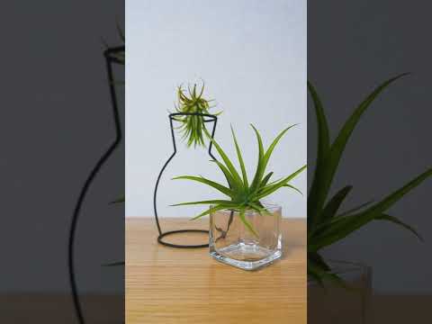 土を使わずに植物を植える: 私のティランジアが乾燥してしまうのはなぜですか?よくある4つの原因＋エアガールを復活させるにはどうすればいい？  庭園