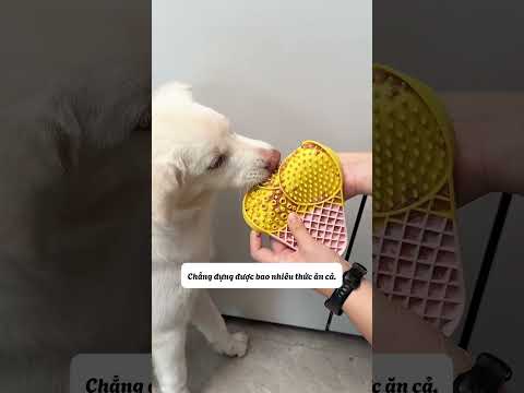 Đừng lãng phia tiền vào chúngg #shortvideo #pets #meovathuuich #hay #review