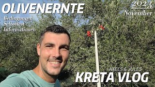 Olivenernte auf Kreta (Griechenland)