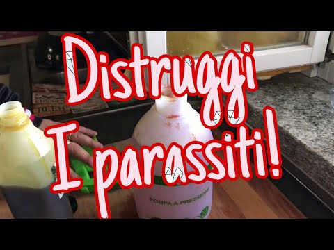 Mezzi da vermi il nome da bambini Perché helminth esce