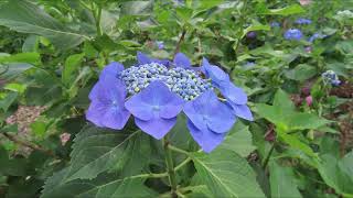 あじさい祭り2024