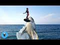 Great White Shark Breaches From Ocean And Swallows Surfer