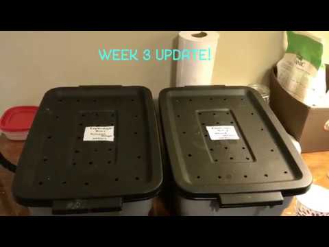 Week 3 Update on the Experimental Worm Bins!