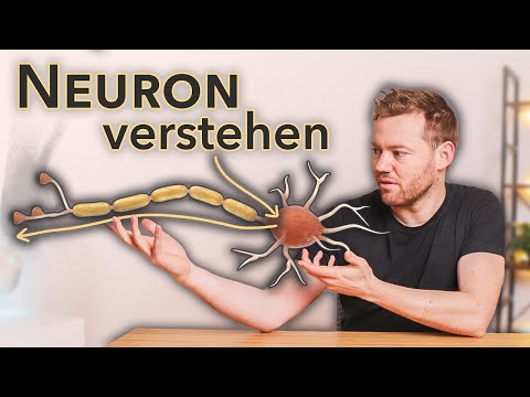 Nervenzelle - einfach erklärt (Aufbau und Funktion)