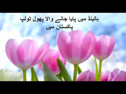 Amsterdam Tulips In Pakistan. Most Beautiful Flower In The World. "Tulip" Exhibition Lahore. Urdu
