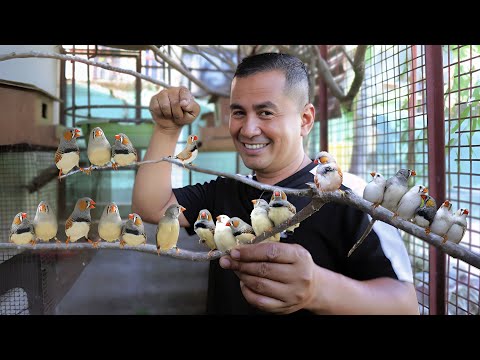 Zebra finches, the tiniest bird you've ever seen!! My birds gave birth to hundreds of babies