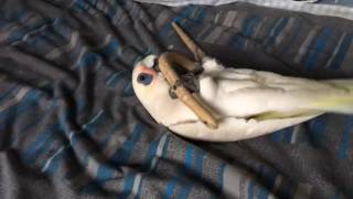 animale pasarea si sarpele de jucarie