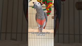 Parrot in Training: Red Factor African Grey Parrot