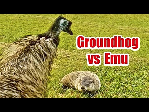 When emu attack #wildlife