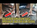Cara Mengetahui Ayam Spesialis Pukul Jalu Atau Super Jalu
