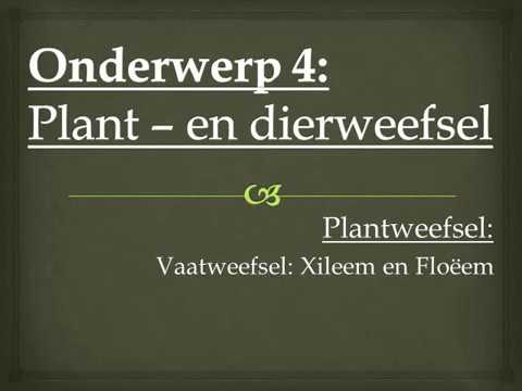 LEWENSWETENSKAP GRAAD 10: 08 Julie 2020 - periode 7 (08107)