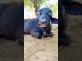 Cow Sounds Bring Water Cow Shorts