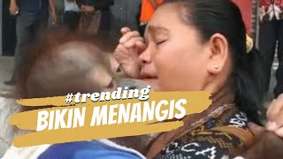 Download lagu Haru! Ibu ini anggap Orangutan anaknya mp3 Download lagu Haru! Ibu ini anggap Orangutan anaknya mp3