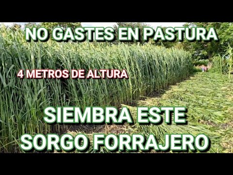 , title : '¡¡EL FORRAJE MÁS BARATO QUE PUEDAS SEMBRAR!! 🌱🌾☘️'