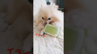 イライラする犬🐶 #犬との暮らし #ポメラニアン