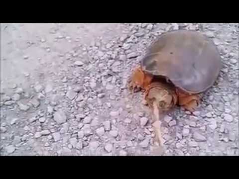 You challenge Makoa?