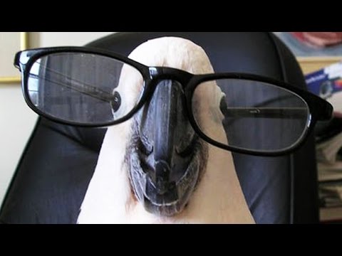 Drôles de perroquets 10 minutes de drôles de perroquets ! (hd) [animaux drôles]