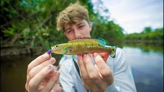Micro Fishing The RARE River Fish of The Amazon