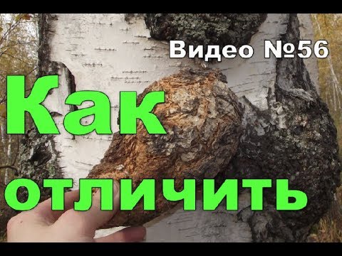 Сувель и кап,берёзовые.Признаки и отличия.