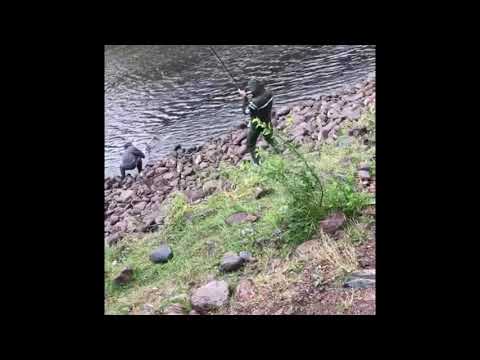 Laxfiske i Älvkarleby/ fantastiskt lax drillning med flugspö / Salmon fishing in Sweden by Ghassan