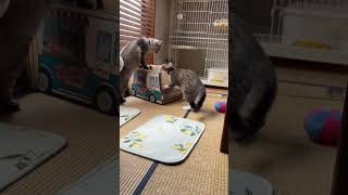 【かわいい】猫の兄弟ケンカ #cat #元気になる動画