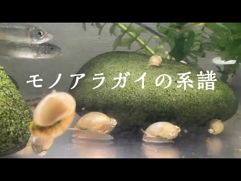 Saguinus nigricollisについて詳しく解説