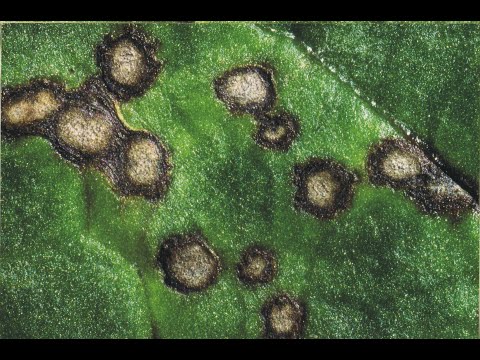 189. Feldexkursion: Krankheiten in Rüben - NU Agrar, 16.06.2021