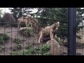 Wolf Pack Howling In Zoo