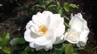 Elvira Madigan by Richard Clayderman