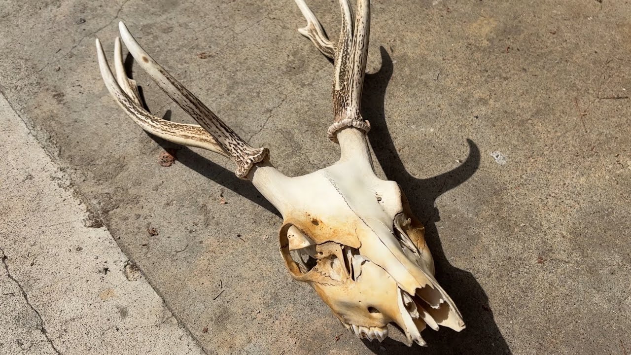 鹿のトロフィーを作ってみる