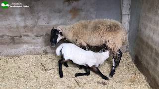 Bruno el cordero, se alimenta de la leche de su madre Hilda