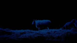 Download lagu Relax and Fall Asleep While Counting Sheep with Cricket Ambience Sounds for Sleep, Insomnia mp3