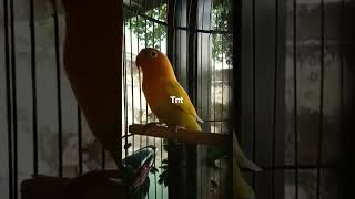 Download lagu lovebird isian cucak jenggot mp3 Download lagu lovebird isian cucak jenggot mp3