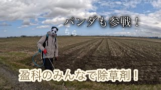 【田んぼ】パンダ参戦！盈科みんなで除草剤！【盈科】