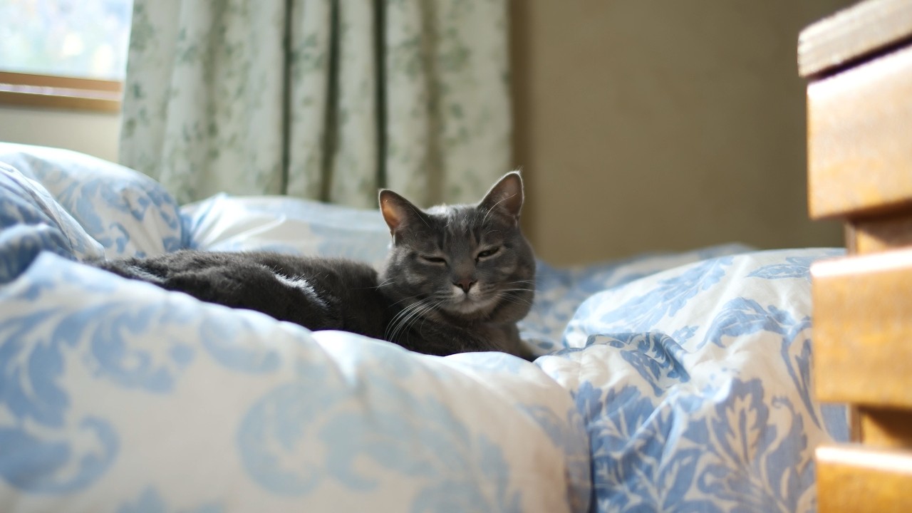 ミモザのリースを作る日、甘えん坊猫とばーばの穏やかな一日｜70代と猫の暮らし