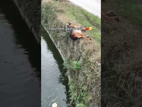 Bye bye baby we miss you so so much...💔😭 #lego #doglove #pets #puppy #dogloss #rip #fyp