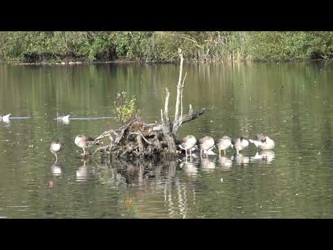 Het Broek Blaasveld - Filmpjes Jan De prins